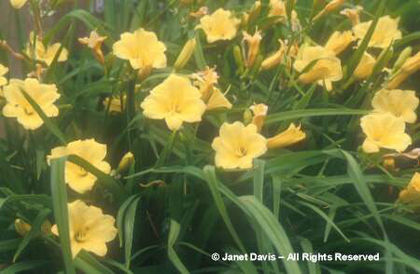 Hemerocallis%20