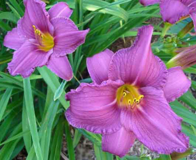 Hemerocallis%20