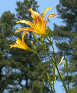 Hemerocallis_autumn_minaret