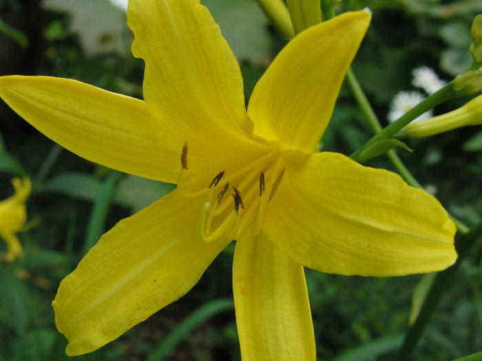 Hemerocallis_flava,_Daglilje_2