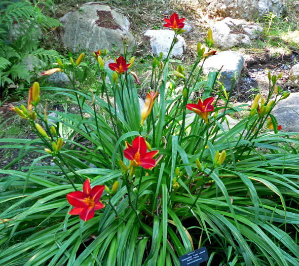Hemerocallis_Lusty_Lealand_1