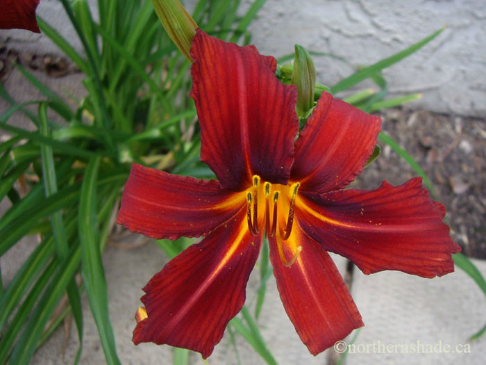 Hemerocallis-red-closup