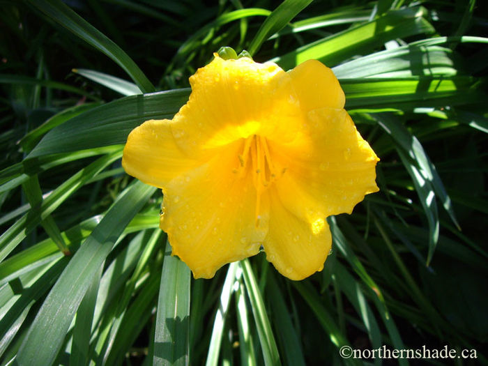 Hemerocallis-Stella-de-Oro-golden-flower