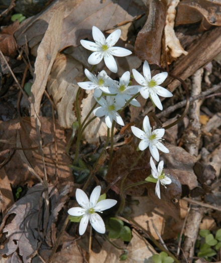 hepatica_acutiloba_early_blooms_resized