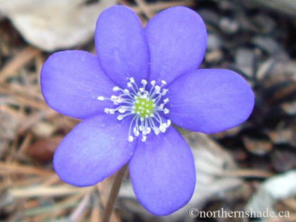 hepatica-nobilis-blue-flower-closeup-400x300