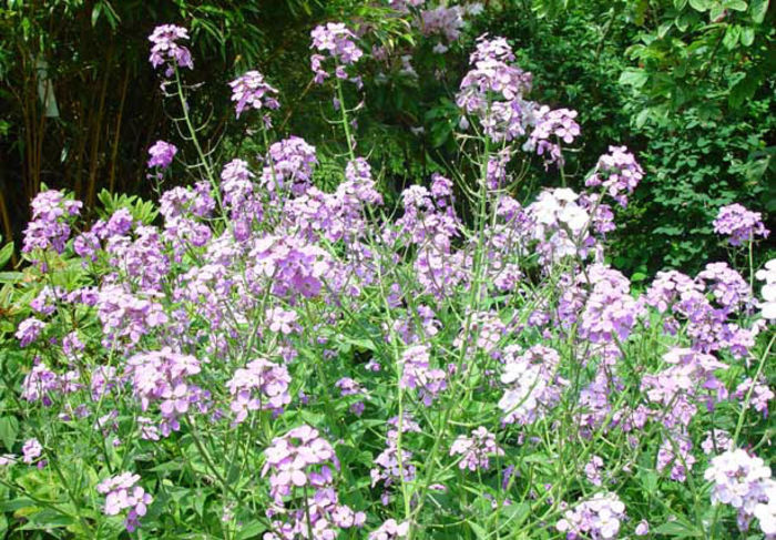 Hesperis%20matronalis