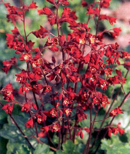 Heuchera%20