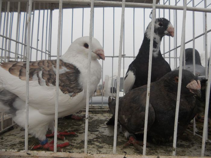 47 - TARG MONOR UNGARIA-OCTOMBRIE 2013