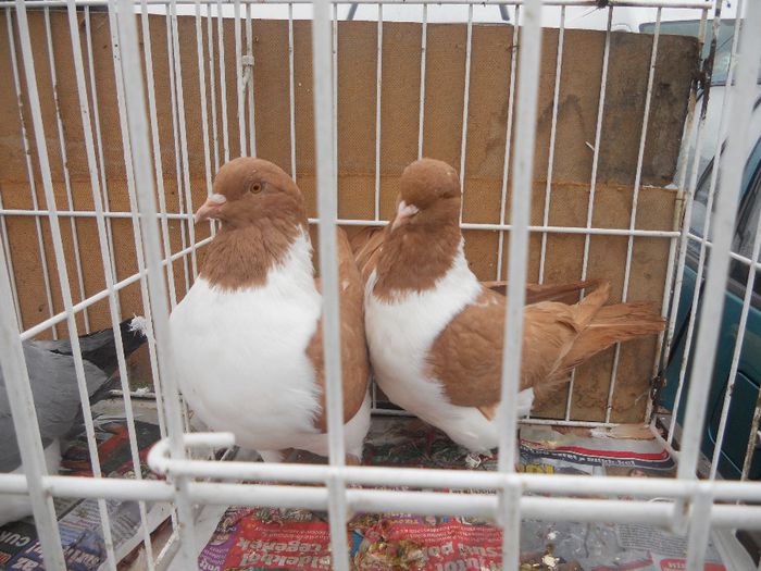 48 - TARG MONOR UNGARIA-OCTOMBRIE 2013