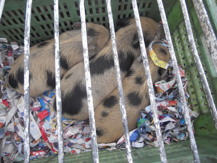 62 - TARG MONOR UNGARIA-OCTOMBRIE 2013