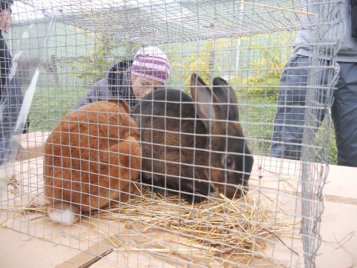 132 - TARG MONOR UNGARIA-OCTOMBRIE 2013