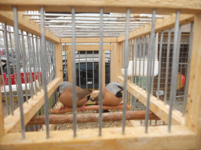 134 - TARG MONOR UNGARIA-OCTOMBRIE 2013