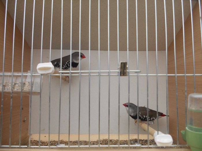 136 - TARG MONOR UNGARIA-OCTOMBRIE 2013