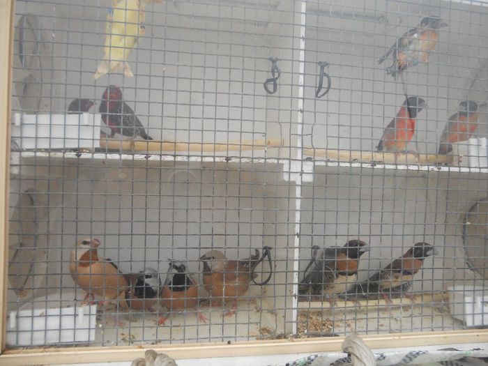 138 - TARG MONOR UNGARIA-OCTOMBRIE 2013