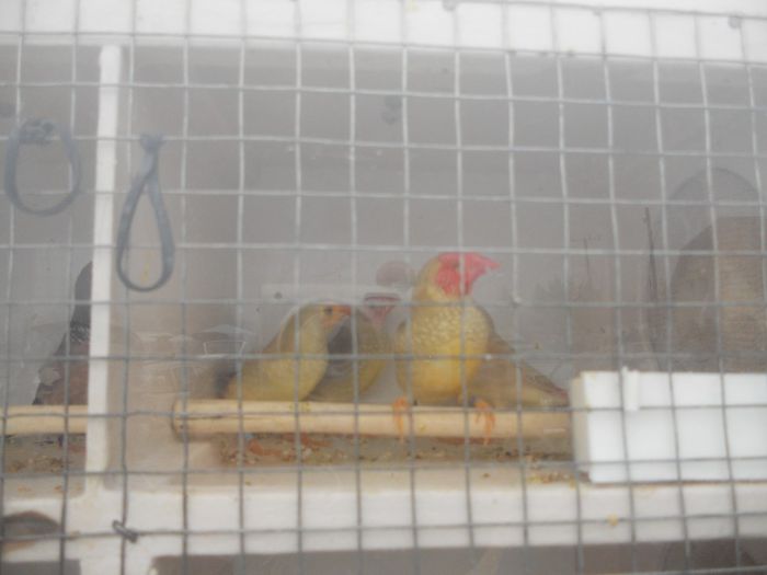 140 - TARG MONOR UNGARIA-OCTOMBRIE 2013