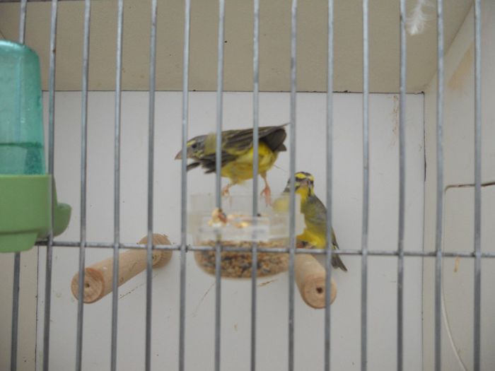 141 - TARG MONOR UNGARIA-OCTOMBRIE 2013