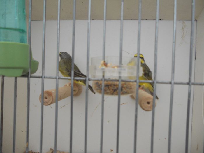 142 - TARG MONOR UNGARIA-OCTOMBRIE 2013