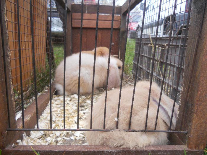 143 - TARG MONOR UNGARIA-OCTOMBRIE 2013