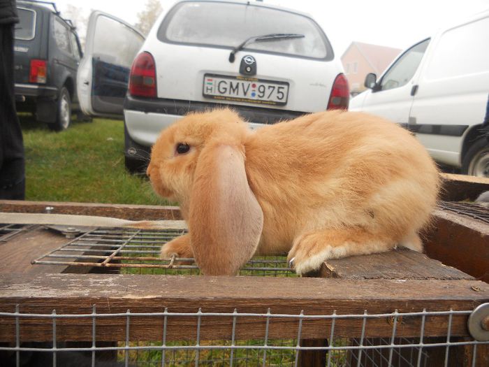 145 - TARG MONOR UNGARIA-OCTOMBRIE 2013