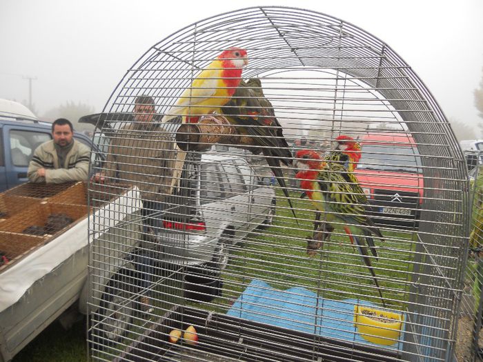 149 - TARG MONOR UNGARIA-OCTOMBRIE 2013