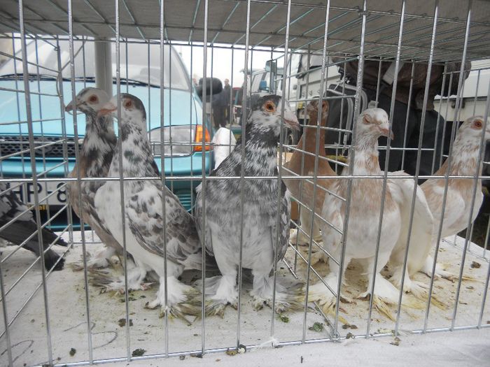 156 - TARG MONOR UNGARIA-OCTOMBRIE 2013