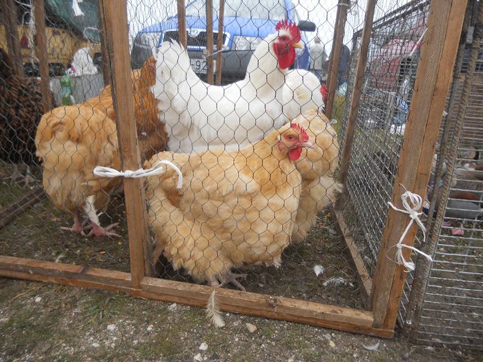 158 - TARG MONOR UNGARIA-OCTOMBRIE 2013