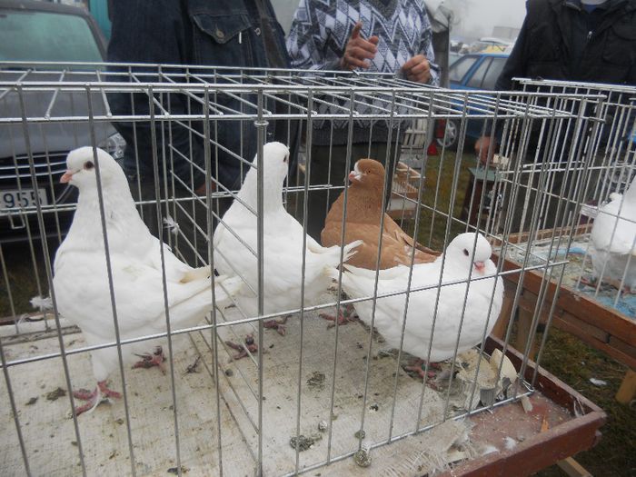 160 - TARG MONOR UNGARIA-OCTOMBRIE 2013