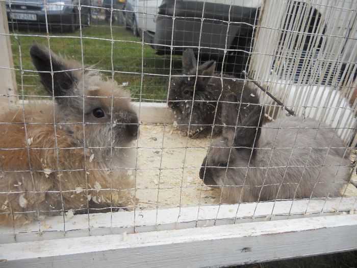 161 - TARG MONOR UNGARIA-OCTOMBRIE 2013