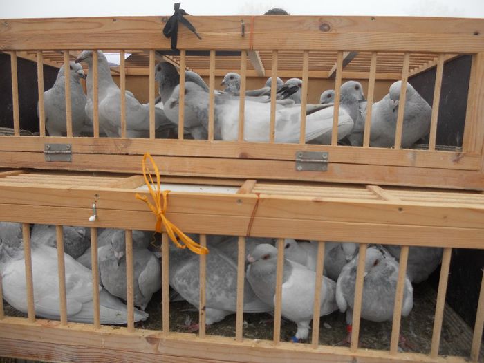 163 - TARG MONOR UNGARIA-OCTOMBRIE 2013