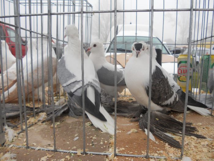 164 - TARG MONOR UNGARIA-OCTOMBRIE 2013