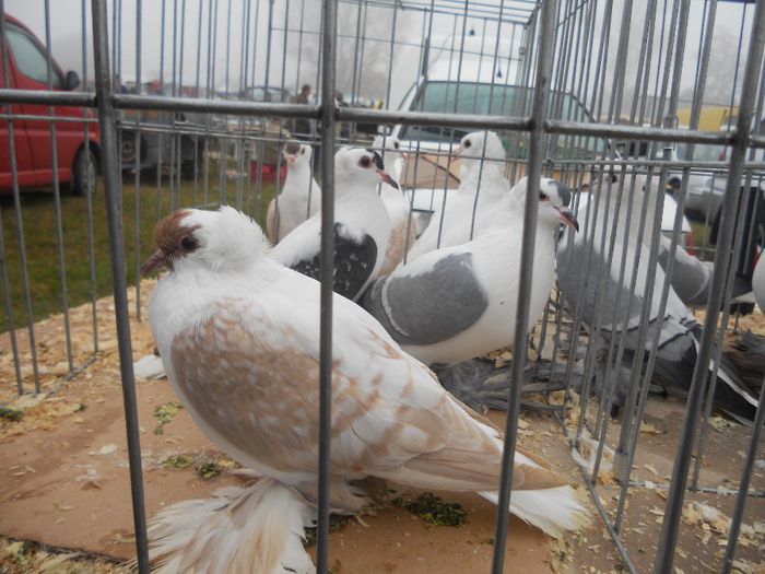 165 - TARG MONOR UNGARIA-OCTOMBRIE 2013