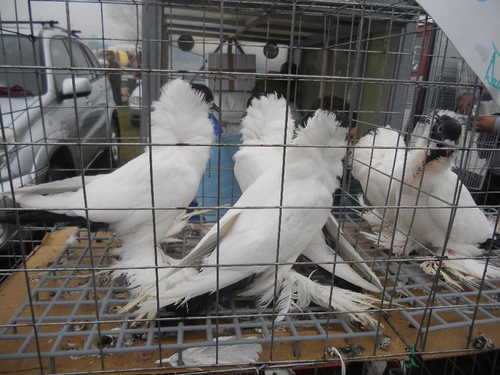 166 - TARG MONOR UNGARIA-OCTOMBRIE 2013