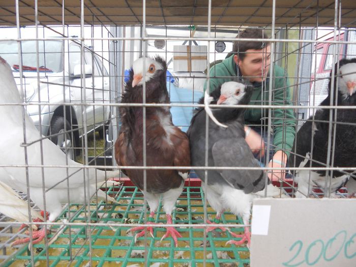 167 - TARG MONOR UNGARIA-OCTOMBRIE 2013