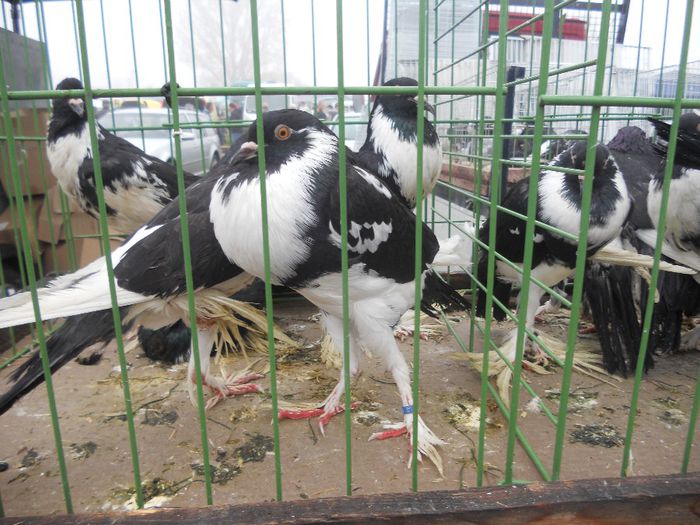 168 - TARG MONOR UNGARIA-OCTOMBRIE 2013