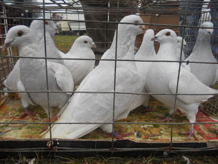 177 - TARG MONOR UNGARIA-OCTOMBRIE 2013