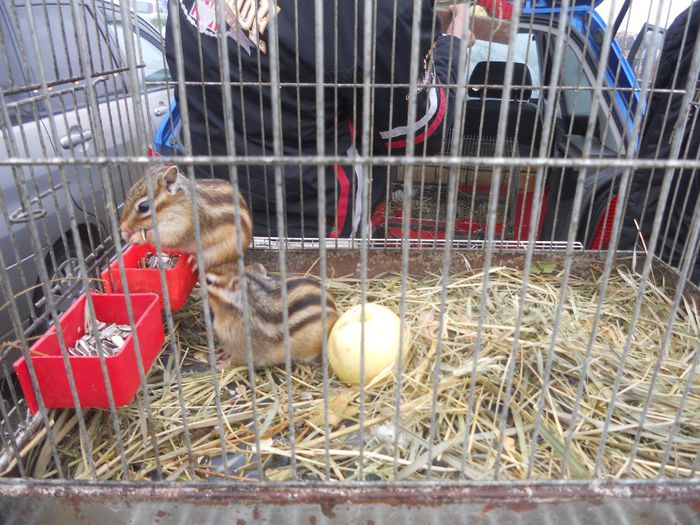 181 - TARG MONOR UNGARIA-OCTOMBRIE 2013