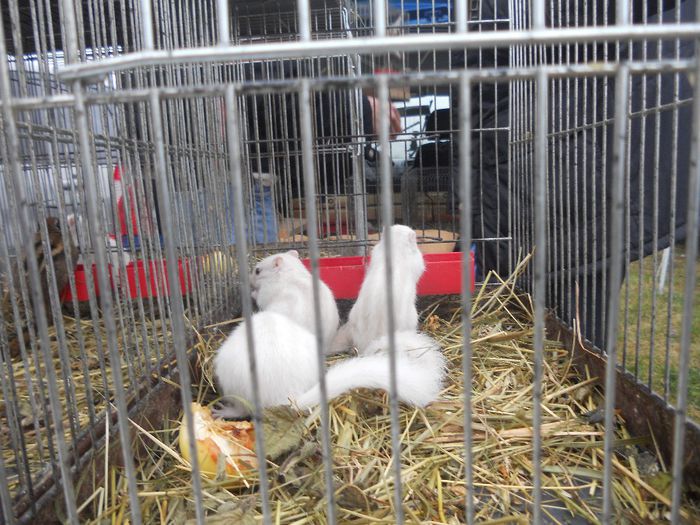 182 - TARG MONOR UNGARIA-OCTOMBRIE 2013