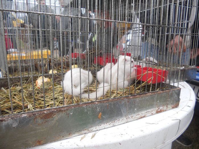 183 - TARG MONOR UNGARIA-OCTOMBRIE 2013