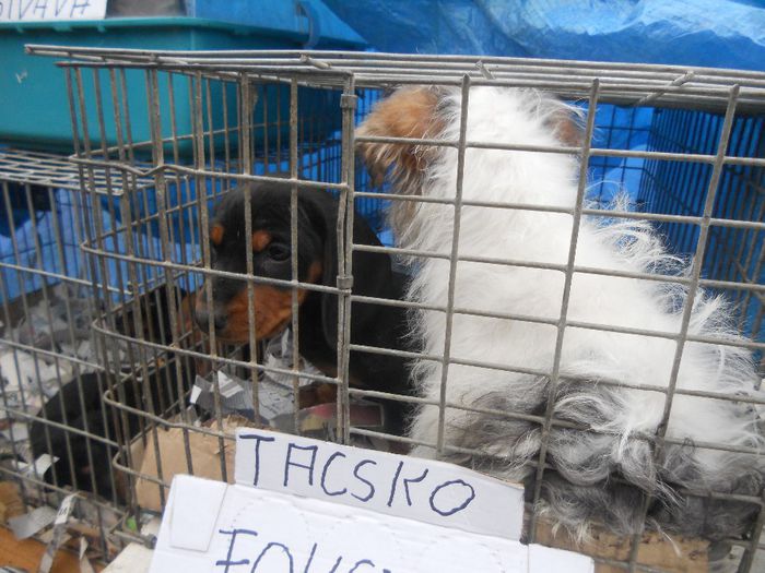 186 - TARG MONOR UNGARIA-OCTOMBRIE 2013