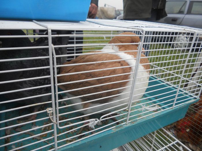 188 - TARG MONOR UNGARIA-OCTOMBRIE 2013