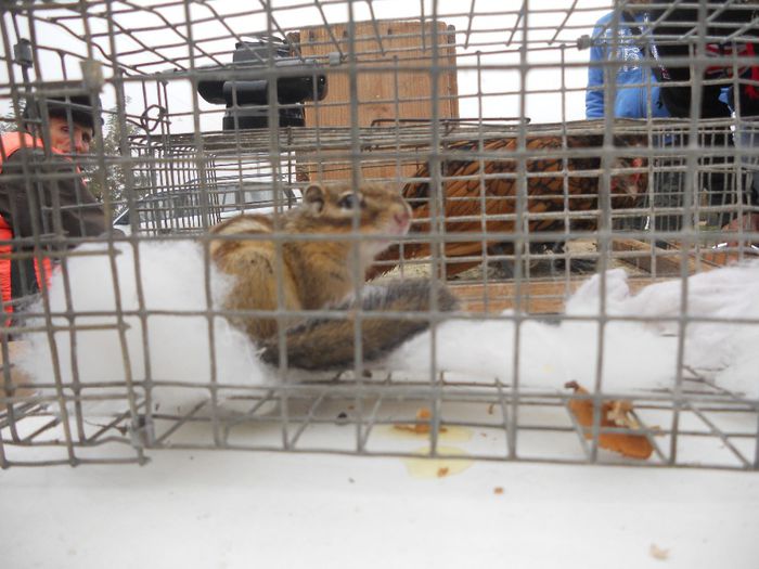 189 - TARG MONOR UNGARIA-OCTOMBRIE 2013