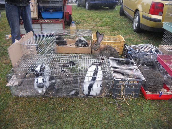 191 - TARG MONOR UNGARIA-OCTOMBRIE 2013