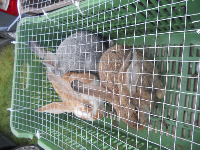 195 - TARG MONOR UNGARIA-OCTOMBRIE 2013