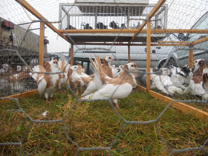 196 - TARG MONOR UNGARIA-OCTOMBRIE 2013