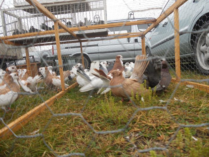 197 - TARG MONOR UNGARIA-OCTOMBRIE 2013