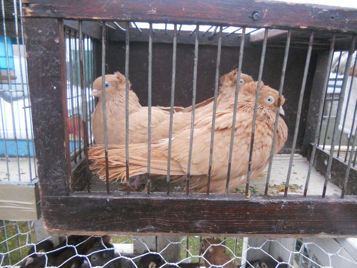 199 - TARG MONOR UNGARIA-OCTOMBRIE 2013