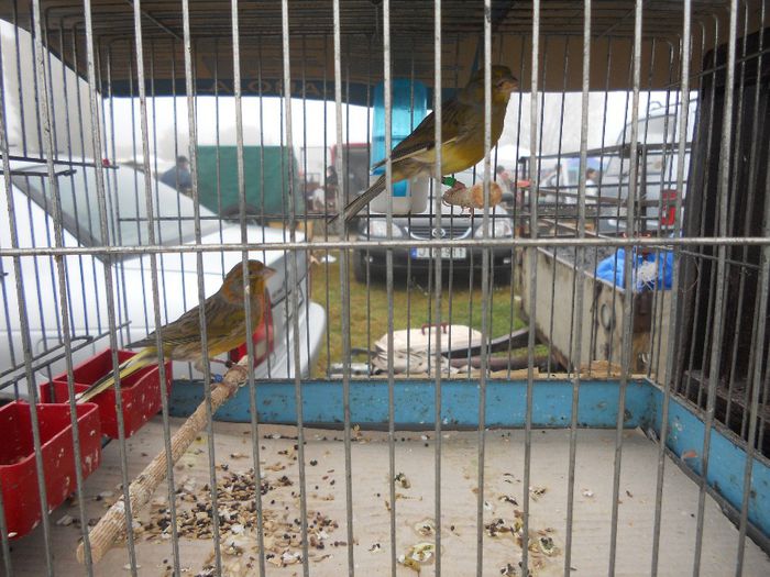 200 - TARG MONOR UNGARIA-OCTOMBRIE 2013