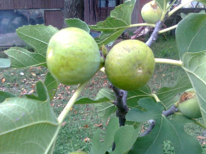 Smochine - Recunoasterea arborilor dupa fructe