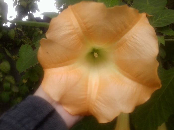 Fotografie8378 - brugmansia si datura 2012-2