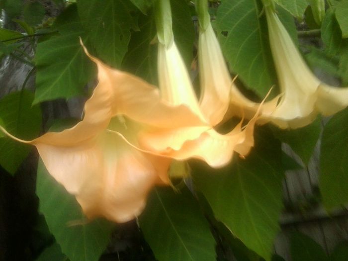 Fotografie8380 - brugmansia si datura 2012-2